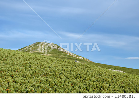 雙六岳，一座長滿高大松樹的山 114803815