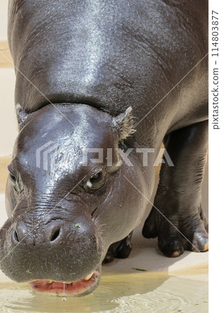 侏儒河馬 114803877