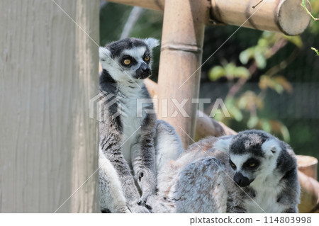 Wolverine lemur 114803998