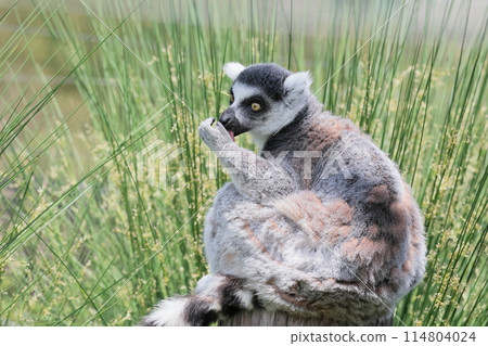 Wolverine lemur 114804024