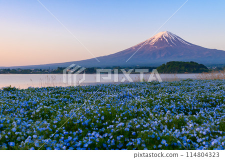 Spring in Lake Kawaguchi and Oishi Park with nemophila and Mt. Fuji Spring in Lake Kawaguchi and Oishi Park with nemophila and Mt. Fuji 114804323