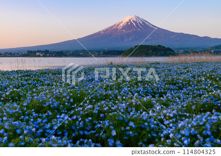春天河口湖和大石公園的睡蓮和富士山 114804325