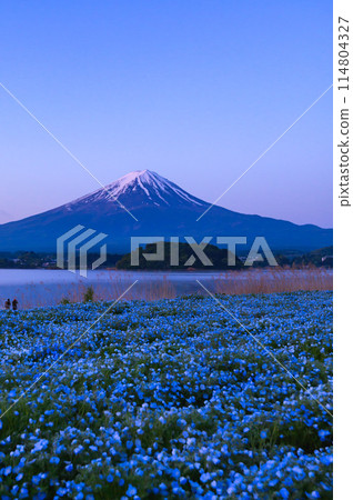 Spring in Lake Kawaguchi and Oishi Park with nemophila and Mt. Fuji 114804327