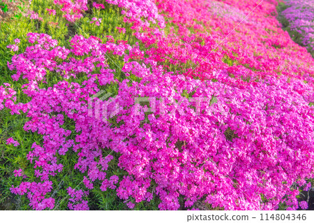 花地毯,福祿考苔蘚 花地毯,福祿考苔蘚 114804346