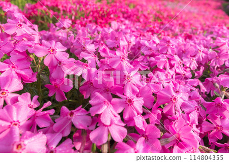 花地毯，福祿考苔蘚 114804355