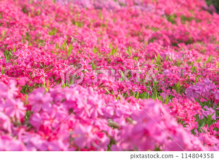 A carpet of flowers, moss pinks A carpet of flowers, moss pinks 114804358