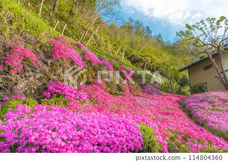 花地毯,福祿考苔蘚 花地毯,福祿考苔蘚 114804360
