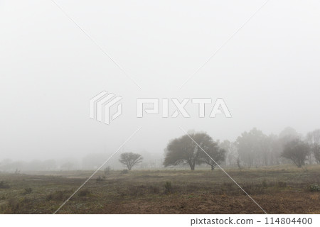 Lonely tree in thick fog at dawn, in Pampas Landscape, La Pampa Province, Patagonia, Argentina. 114804400