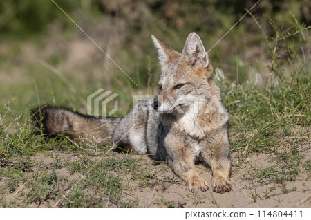 Pampas Grey fox , in Pampas grass environment, La Pampa province, Patagonia, Argentina. 114804411