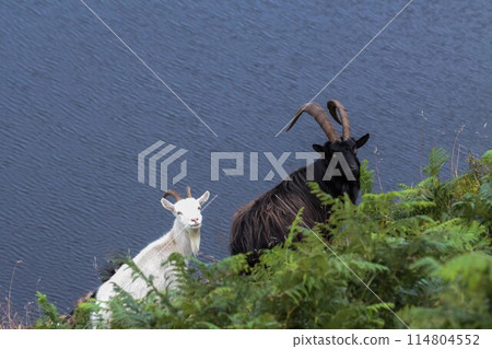 black and white mountain goats on the mountain black and white mountain goats on the mountain 114804552