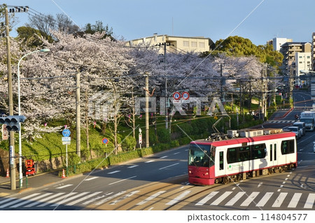 東京飛鳥山公園附近運行的都電荒川線 114804577