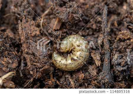 Winter pest insect pest Agrotis segetum 114805316