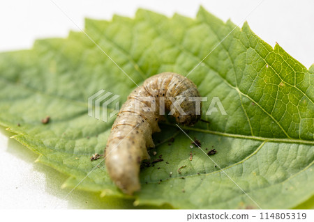 Winter pest insect pest Agrotis segetum Winter pest insect pest Agrotis segetum 114805319