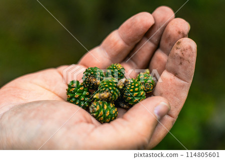 Young green cones in hand on a forest background. A man holds green cones collected in the forest in his palm. Beautiful green cones on the palm of a man. 114805601