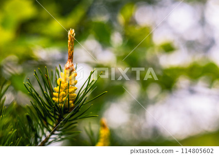 Close-up of a young bright pine flower on a branch. Beautiful pine flower illuminated by sunlight. Mesmerizing pine blossoms in spring. Close-up of a young bright pine flower on a branch. Beautiful pine flower illuminated by sunlight. Mesmerizing pine blossoms in spring. 114805602