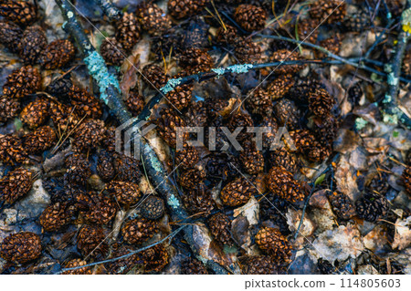 View from above. Pine cones lie on the ground in the forest creating a thick cover. Background. A large number of pine cones rot on the ground in the forest turning into fertilizer. 114805603