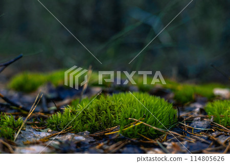 Beautiful textured moss close-up on the ground in the forest. A piece of soft lush moss grows on the ground in the forest. Macro photo of beautiful moss on the ground in the forest. Beautiful textured moss close-up on the ground in the forest. A piece of soft lush moss grows on the ground in the forest. Macro photo of beautiful moss on the ground in the forest. 114805626