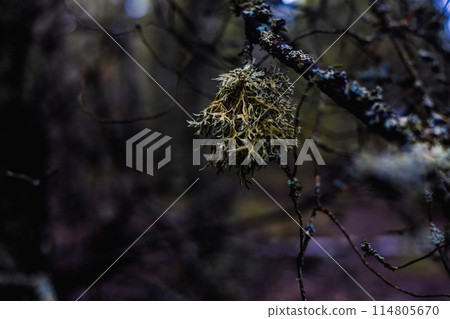 Close-up of a colony of fuzzy fruticose lichen on a tree branch in the forest. The lichen has grown on a tree branch and hangs from it like a lush bush. Gray bushy lichen on a branch in the forest. Close-up of a colony of fuzzy fruticose lichen on a tree branch in the forest. The lichen has grown on a tree branch and hangs from it like a lush bush. Gray bushy lichen on a branch in the forest. 114805670