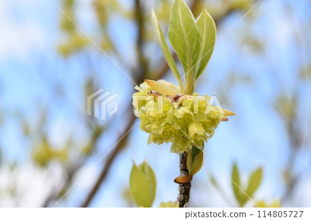 Yellow flower Yellow flower 114805727