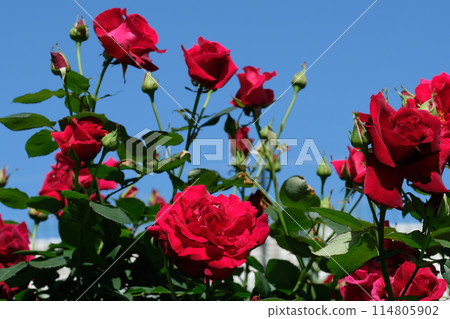 Josephine Bruce: Rose in full bloom Josephine Bruce: Rose in full bloom 114805902