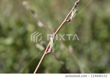 Alder-leaved serviceberry Sleyt Alder-leaved serviceberry Sleyt 114806152
