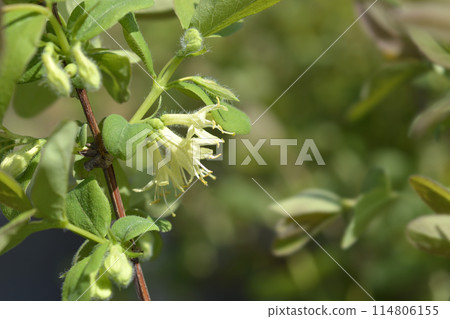 Honeyberry Aurora 114806155