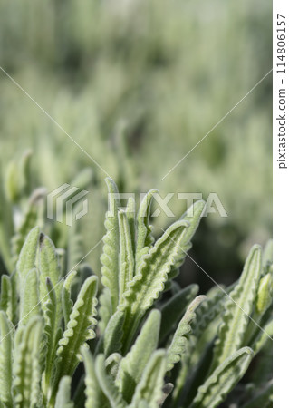 Lavender Goodwin Creek 114806157