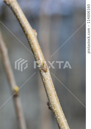 Sweet chestnut Maraval 114806160