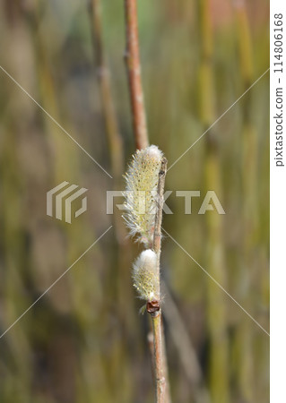 Japanese Pink Pussy Willow Mount Aso 114806168