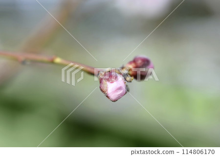 Peach tree Andross 114806170
