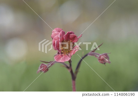 Avens Tempo Rose 114806190