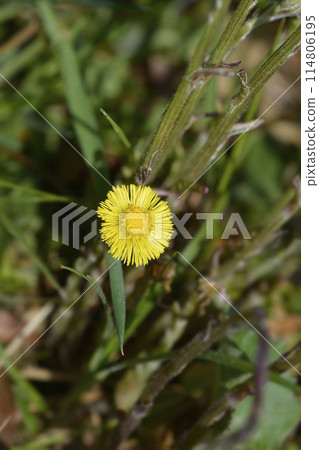 Coltsfoot 114806195