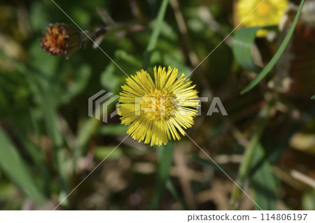 Coltsfoot Coltsfoot 114806197