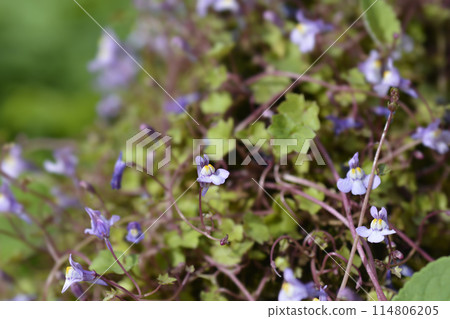 Kenilworth Ivy 114806205