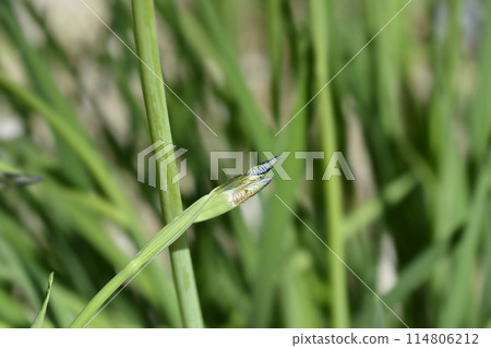 Siberian iris 114806212