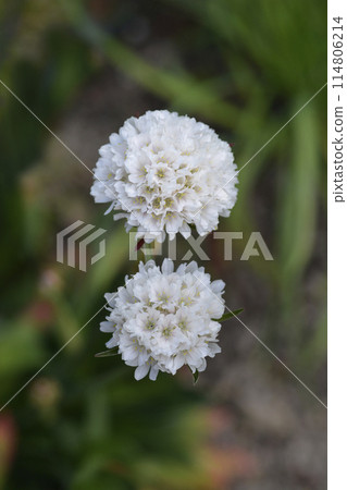 Great thrift 114806214