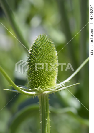 Fullers teasel Fullers teasel 114806224