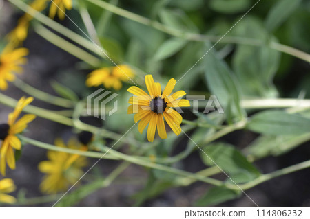 Black-eyed Susan 114806232