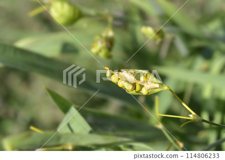 Blackberry lily 114806233
