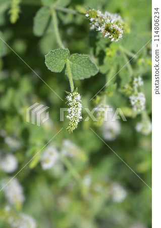 Pineapple mint 114806234