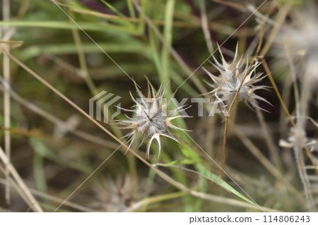 Bitumen trefoil Bitumen trefoil 114806243