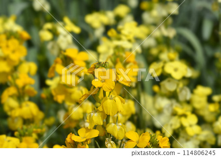 Yellow Wallflower Primerose Dame 114806245