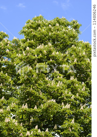 Common horse chestnut Common horse chestnut 114806246