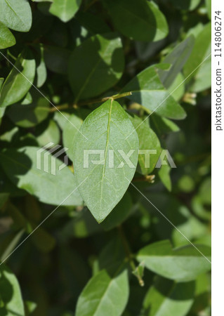 Oval-leaved privet 114806274