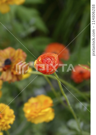 Persian Buttercup Picotee Orange Persian Buttercup Picotee Orange 114806288