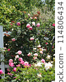 A rose garden 114806434