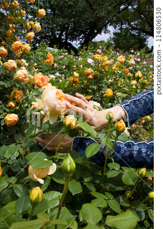 玫瑰和女士們 114806530