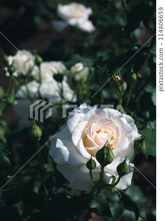 玫瑰 大阪 中之島公園 中之島玫瑰花園 花卉照片 陰天的玫瑰 114806659