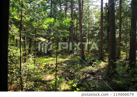 [Nagano Prefecture_Akazawa Natural Recreation Forest] A forest landscape woven with light and shadow 114806679