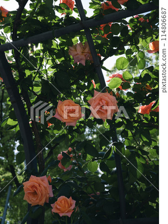 Roses, Osaka, Nakanoshima Park, Nakanoshima Rose Garden, Flower photos, Roses on a cloudy day 114806687